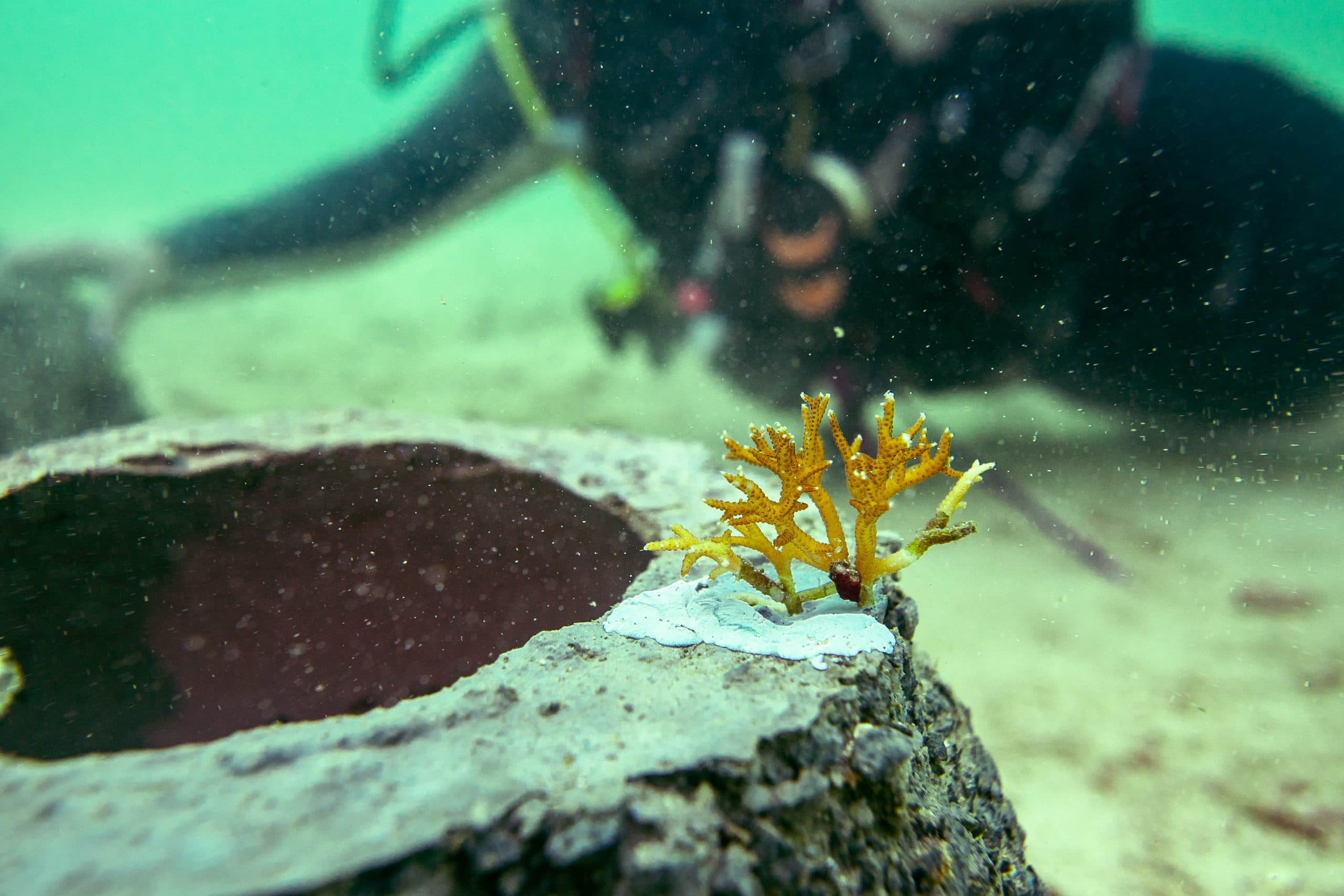Marine biodiversity