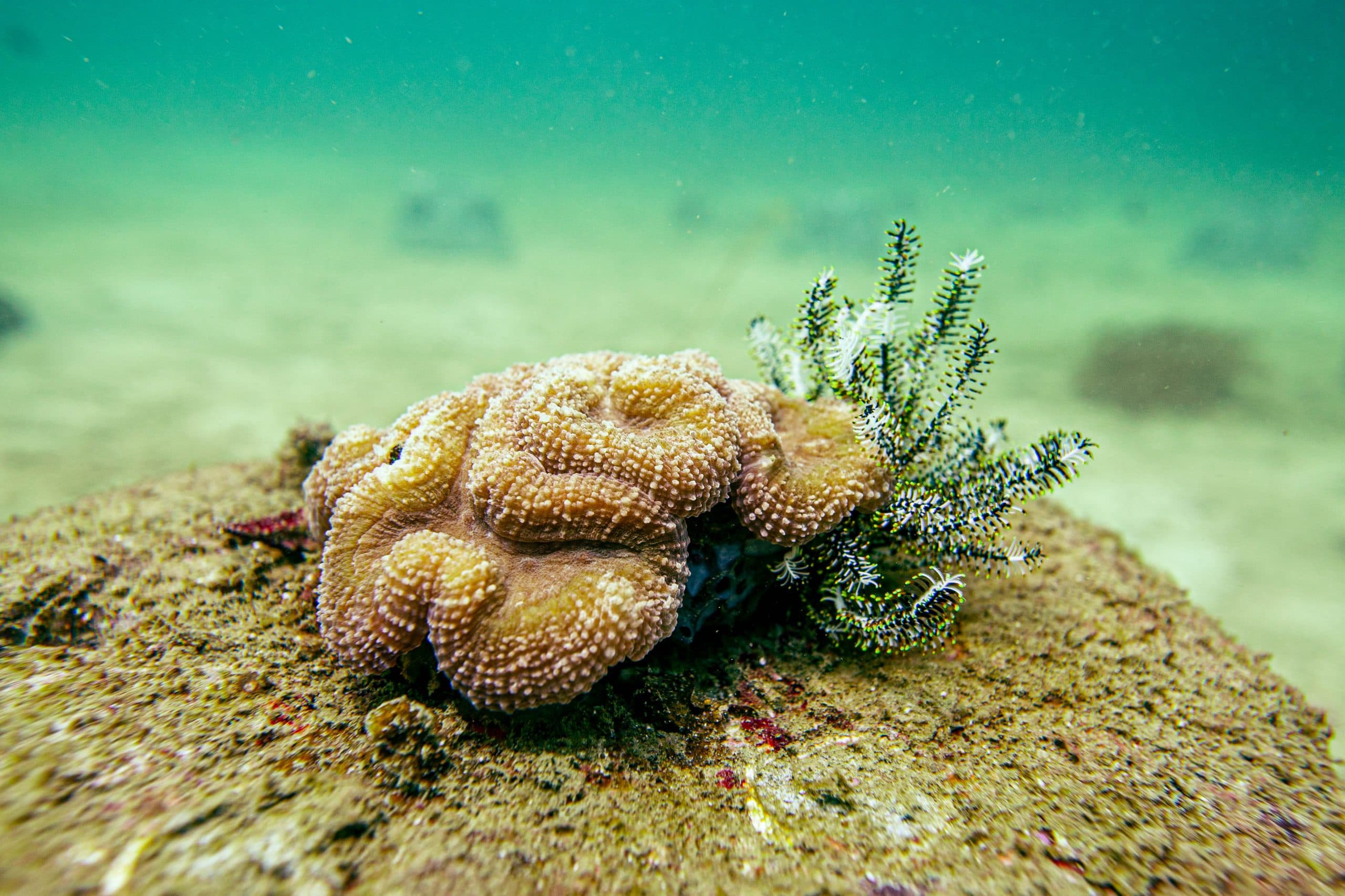 Ocean conservation